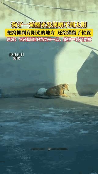 “解释不清了！”河北，一狗狗和猫咪晒太阳，一觉醒来发现晒不到了。不料，狗