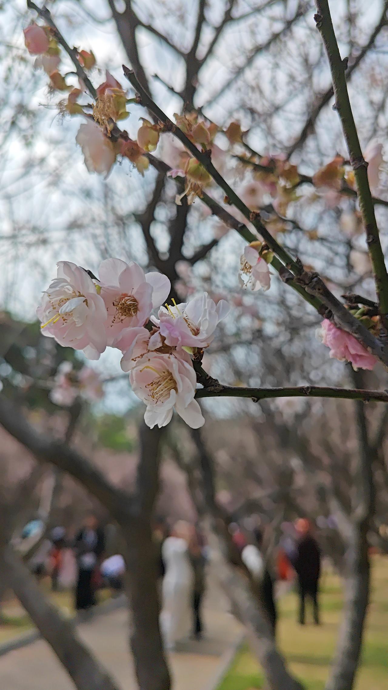 赶紧去打卡吧，在深圳赏梅花，梅林山公园梅园是一个重要的赏景点，这