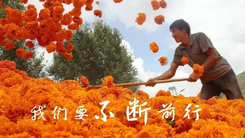 一枚沃柑的24小时生死时速：从枝头到餐桌，它如何穿越千里赴新春之约？新春团圆