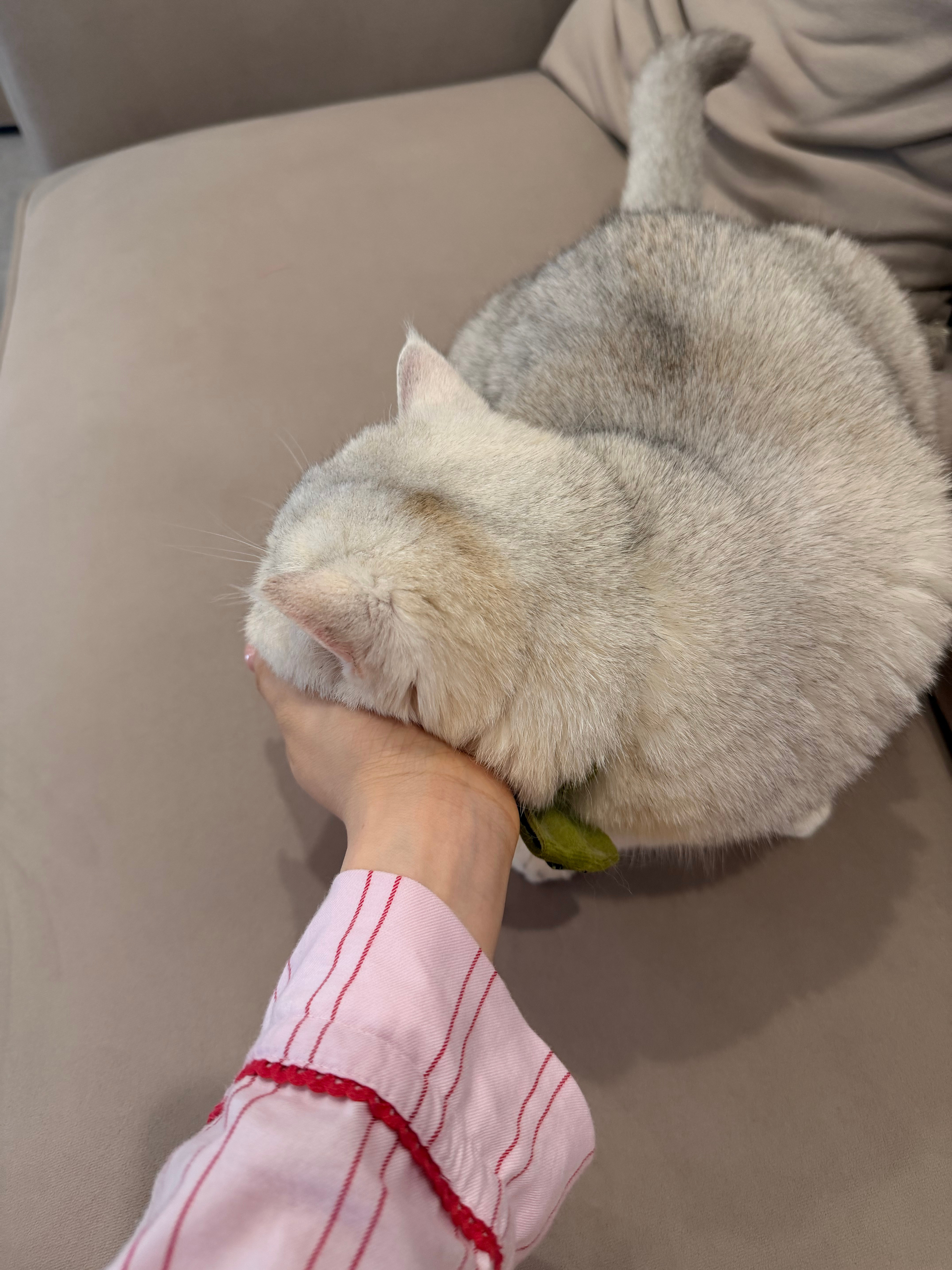 舍不得妮妮呜呜呜因为我一直咳嗽去检查说我气道高医生建议暂时和猫咪隔离一下