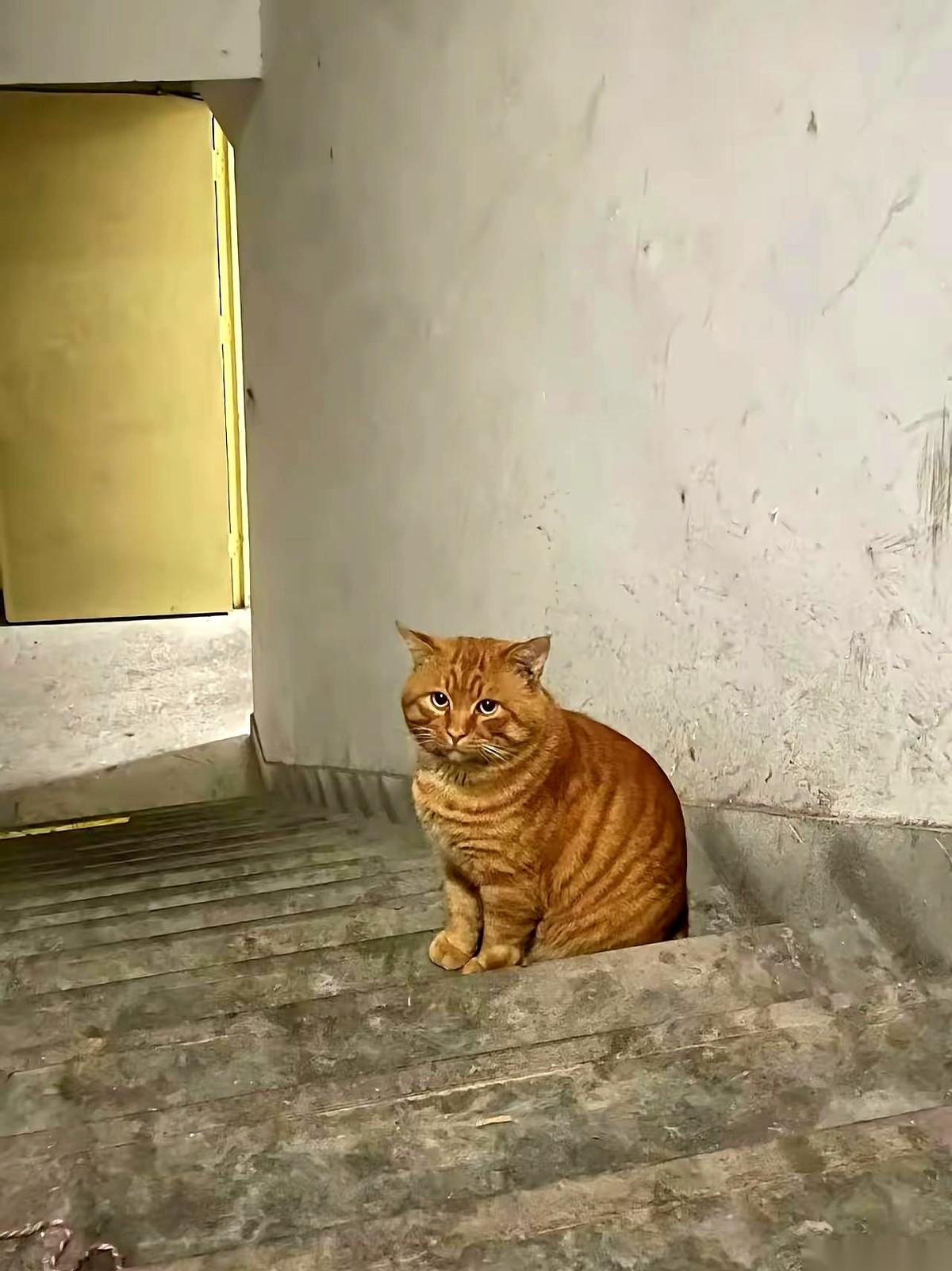 搬去女婿买的大房子，就把养了八年的猫扔在了楼道里。真的，就扔那儿了。一只橘猫