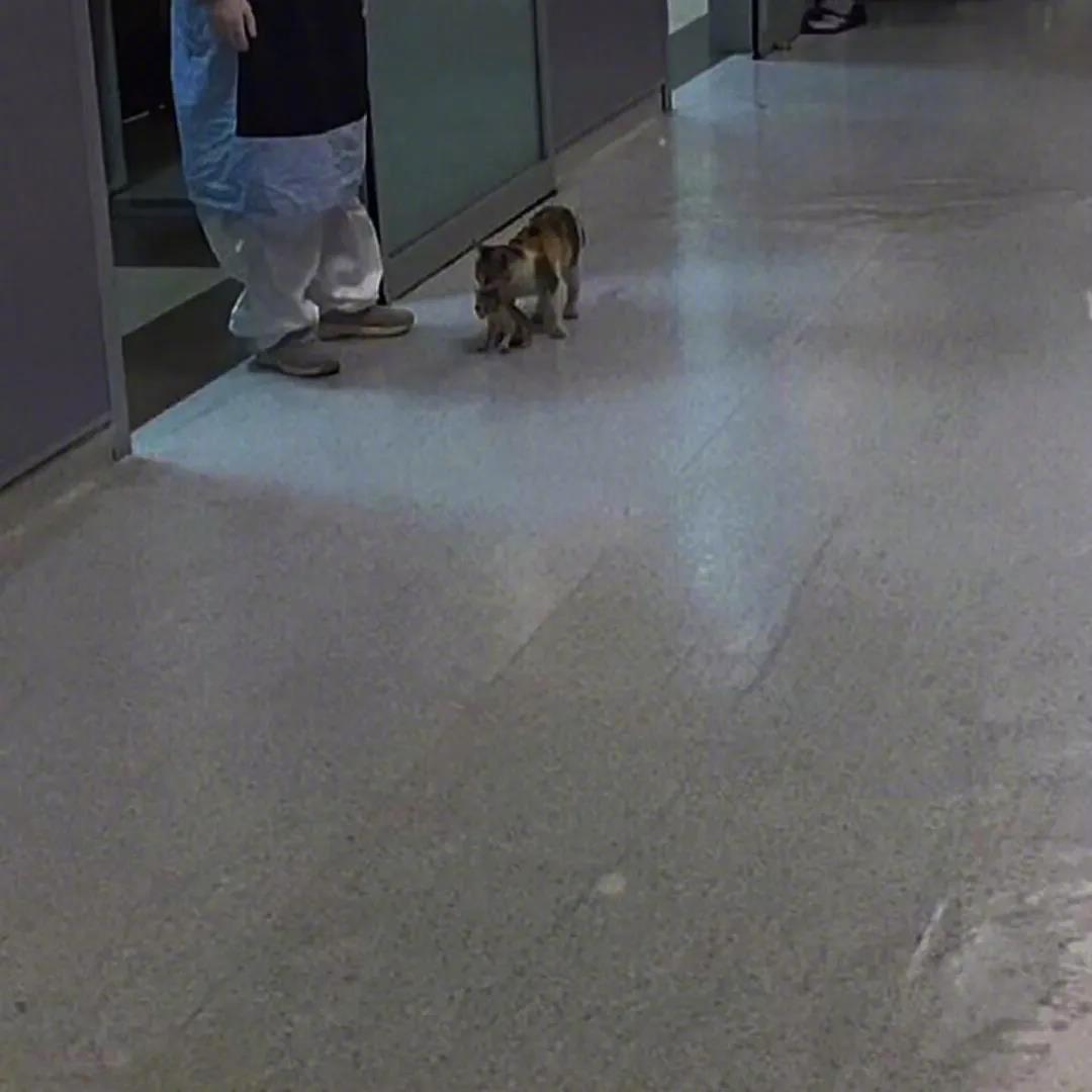 小猫咪生病了，猫妈妈束手无策，于是顶着风险，克服对人类的恐惧，叼着自己的崽崽来到