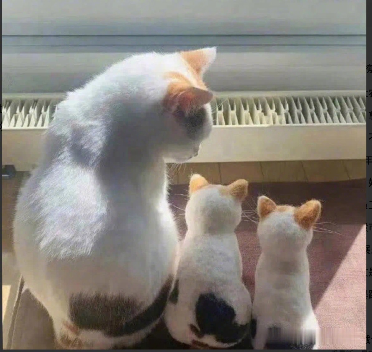 今天去朋友家串门，发现他家的大猫和两只小猫一同在阳台上享受阳光。基因的传承真是不