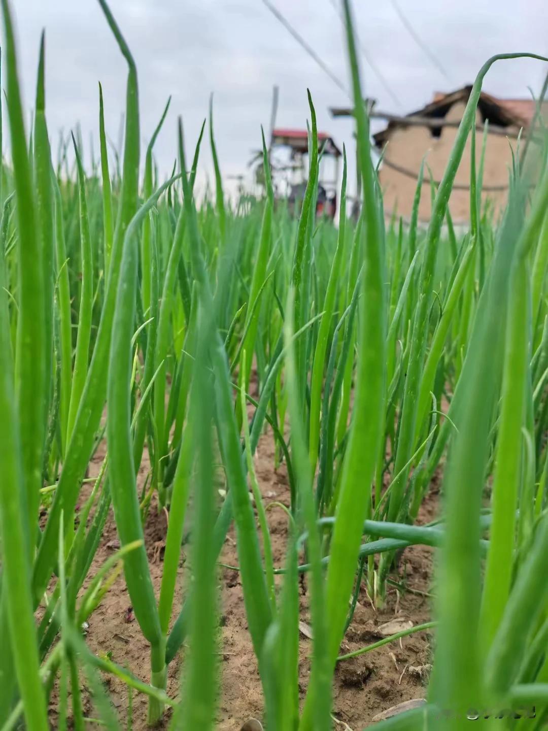 今年不知是天气干旱还是啥原因，最近菜价高的人都不敢买。自从腿受伤以来没去过市