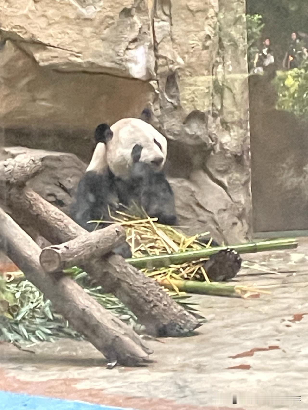 这只大熊猫正把自己埋在竹叶堆里，圆滚滚的身子蜷在木架旁，黑爪子扒拉着新鲜的竹秆，