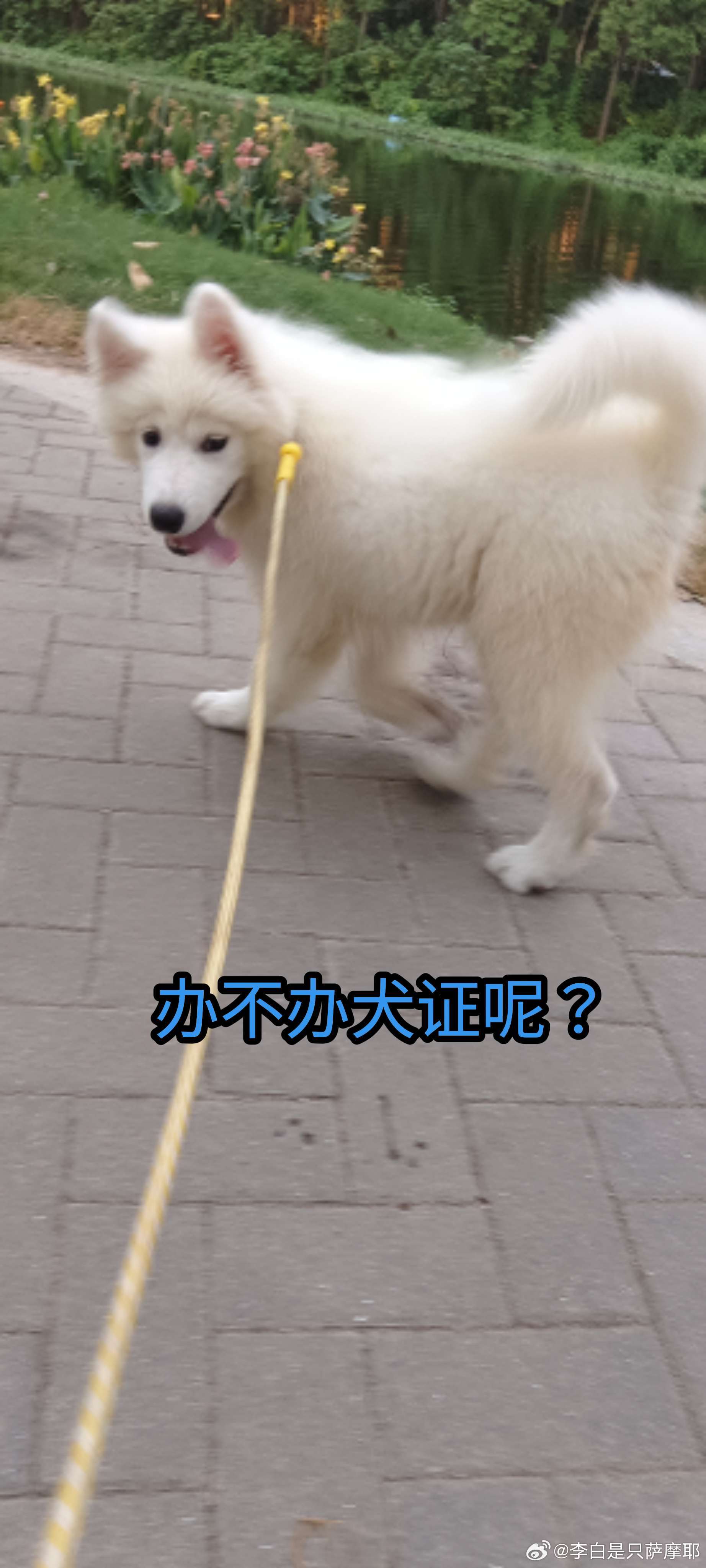 我家四个月的母萨摩耶，三针防疫和狂犬疫苗都打完啦～现在超级纠结要不要办犬证😮✨办的好处很明显：能规