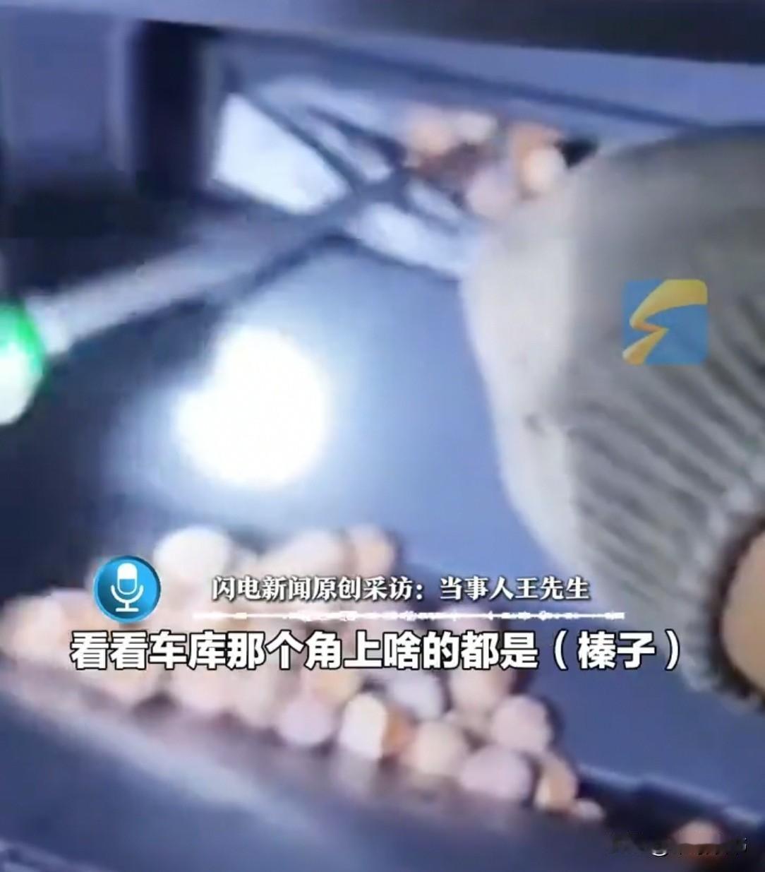 黑龙江大哥给车换机油，一掀引擎盖惊住，里头竟有20多斤榛子。“谁塞的？”瞥见榛子