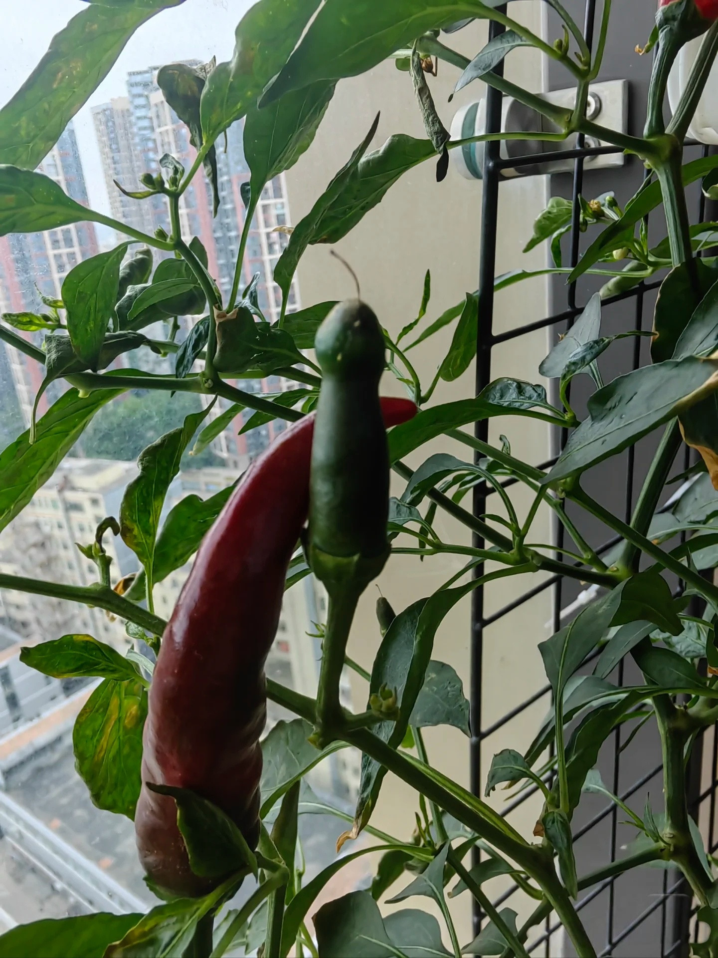 室内栽种的辣椒🌶️，长势不错[滑稽笑]​​​