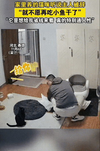 泪目了！被裁员的男人蹲在出租屋啃馒头，家里的黑猫居然跟着放弃了最爱吃的小鱼干，这
