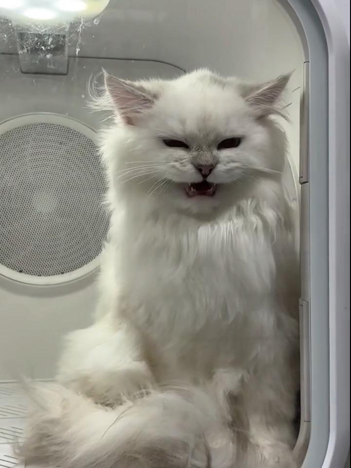 猫 我和我的猫 猫咪