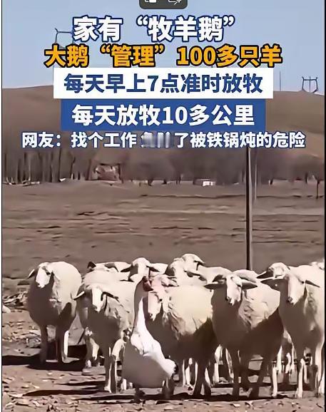 内蒙古一男子，因家中2只大鹅总打架，便把其中一只放在羊圈喂养，谁知，这大鹅竟然帮