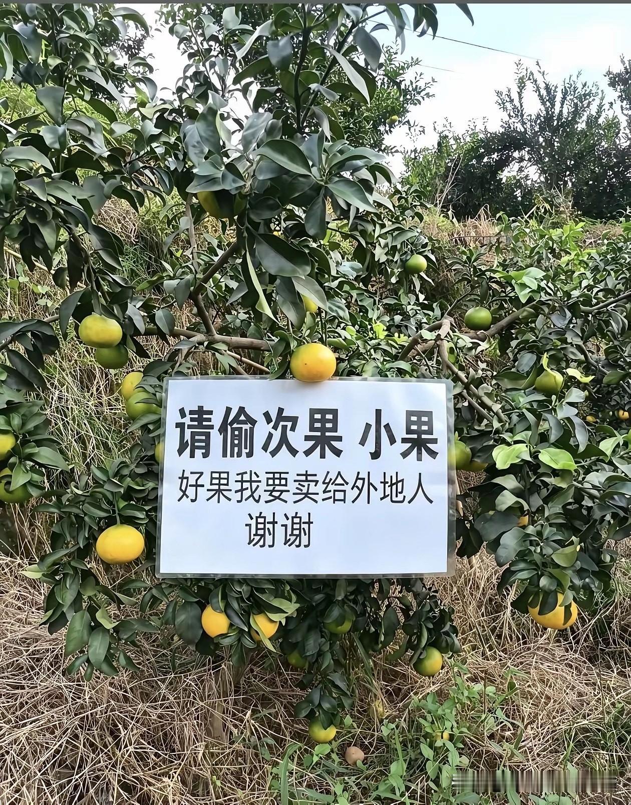 事实证明，果园的大果才有商业价值！