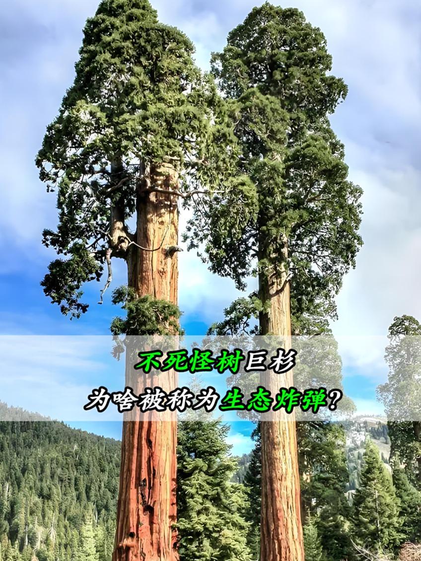 你可能听说过巨杉，甚至知道它是世界上最大的树之一。但有人说它“可怕”——这是真的