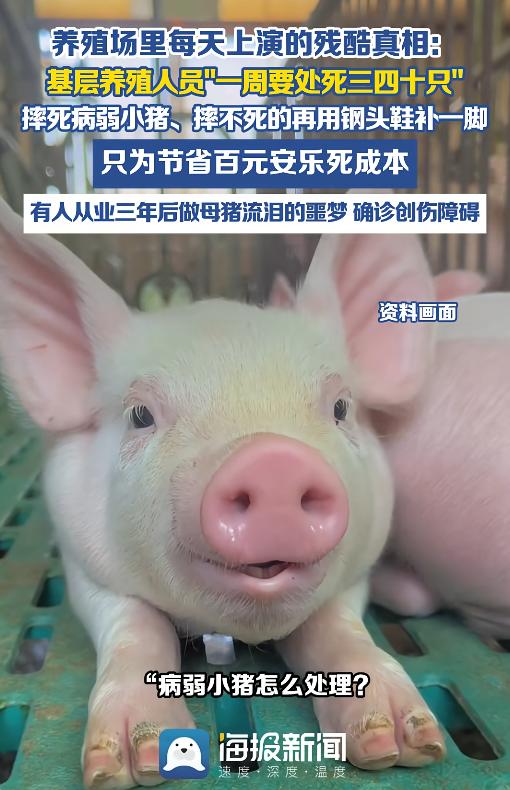 “太可恶了！”一家养殖场里养殖员，每周都要亲手摔死三四十只体弱的小猪，摔不死的，
