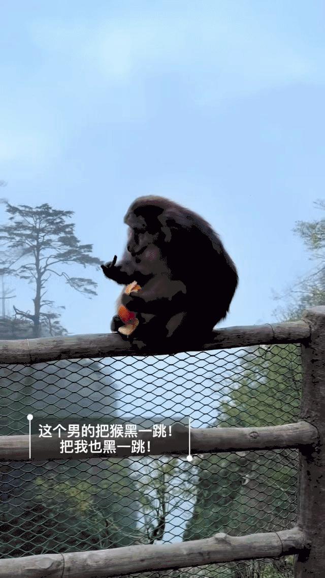 四川峨眉山景区，一只二级保护动物藏酋猴正蹲在悬崖护栏上安静剥橘子吃。突然，一黑衣