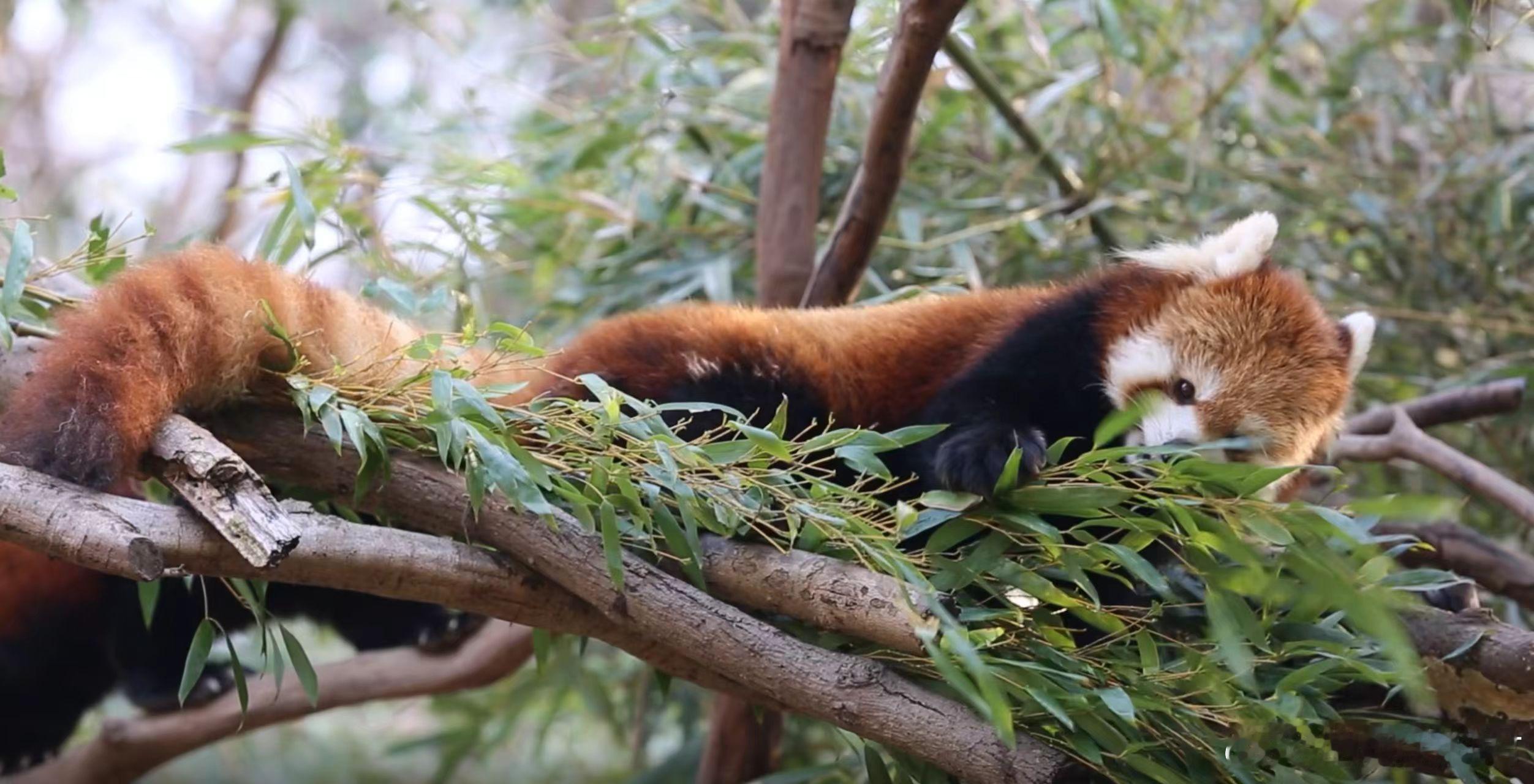 悟空cos小熊猫守护灵熊猫提莫炫彩皮肤这算是惊喜了，而且能够实现线下见面真的太开