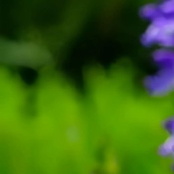 种植🥀丹参种植方法和预防1、丹参繁殖方法分种子、分根、芦头或扦插繁殖，以芦头