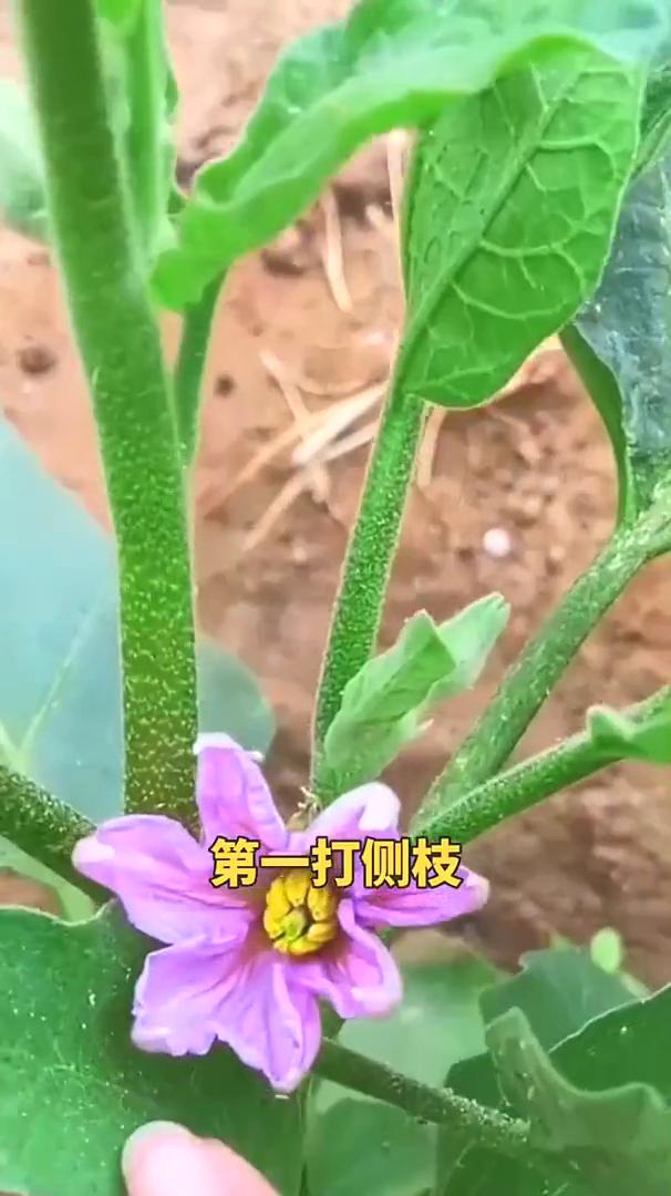 茄子要想产量高，这几步一定少不了。·第一、打侧技。茄子第一朵花絮以下的侧枝全部