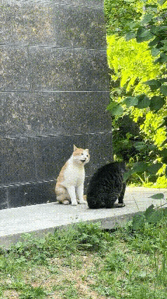 黑猫三天没回家，被老婆小花猫劈头盖脸一顿骂[捂脸哭]