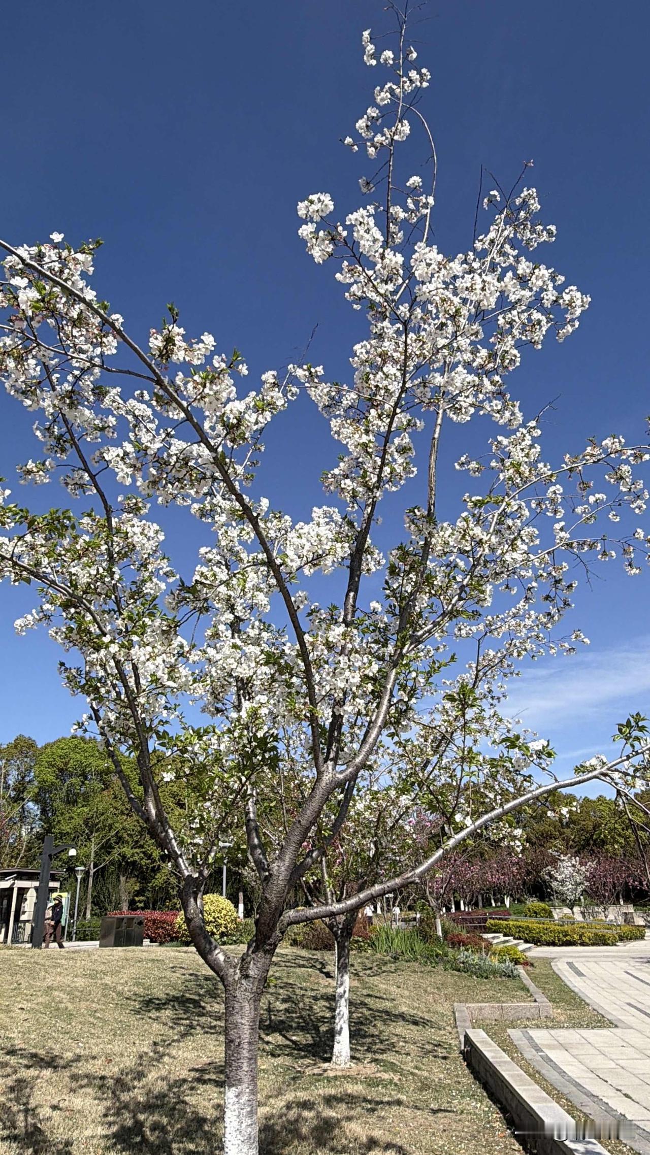 一觉醒来，嗓子沙哑的说不出话来。前天感觉有点发烧，浑身疼痛，嗓子不舒服，再