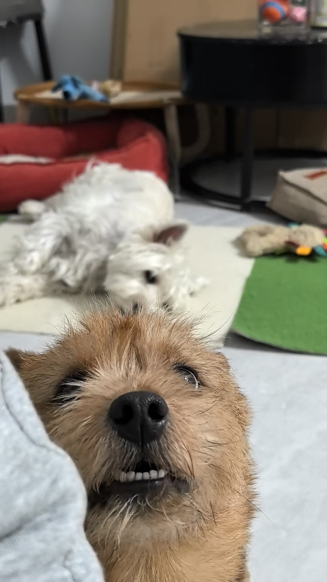 小狗可爱迷糊了