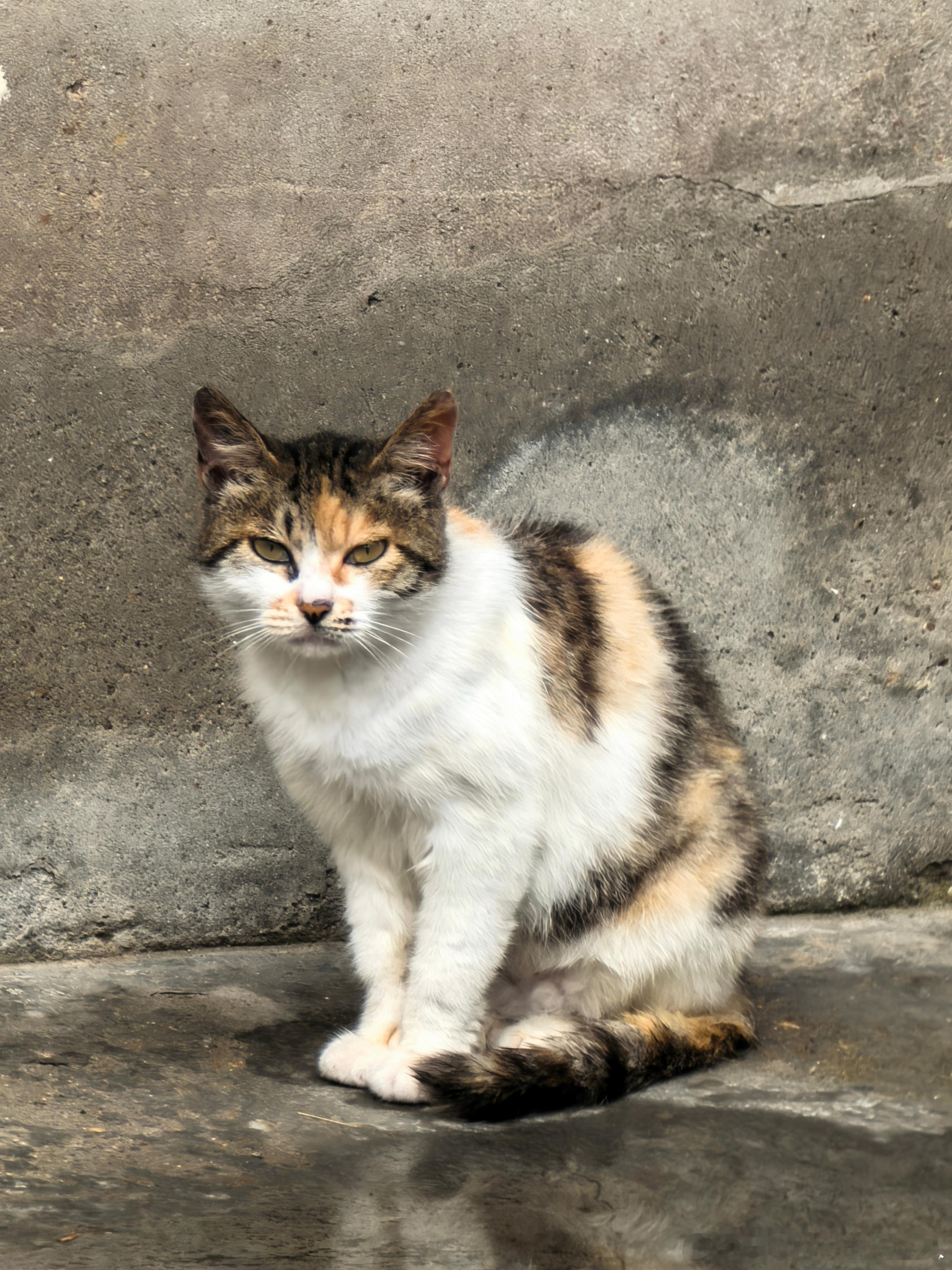 好喜欢小猫