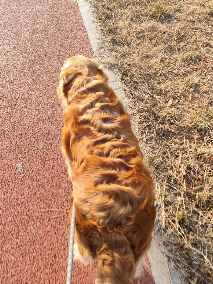 身上八个旋的大犟狗🐶