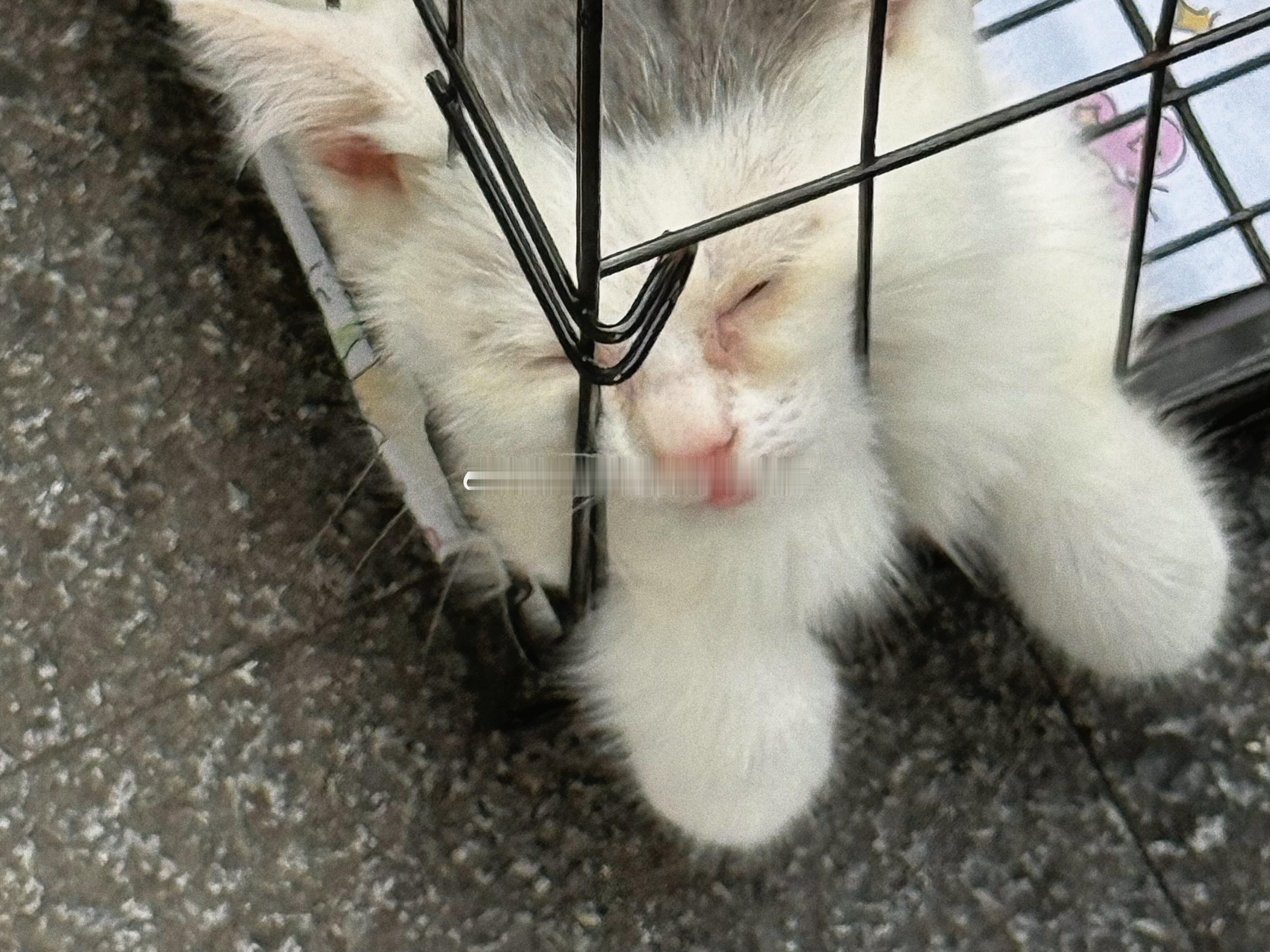 自从自己养了小猫咪后就更加见不得猫咪受可怜这么热的天路边卖小猫的笼子里面你先小