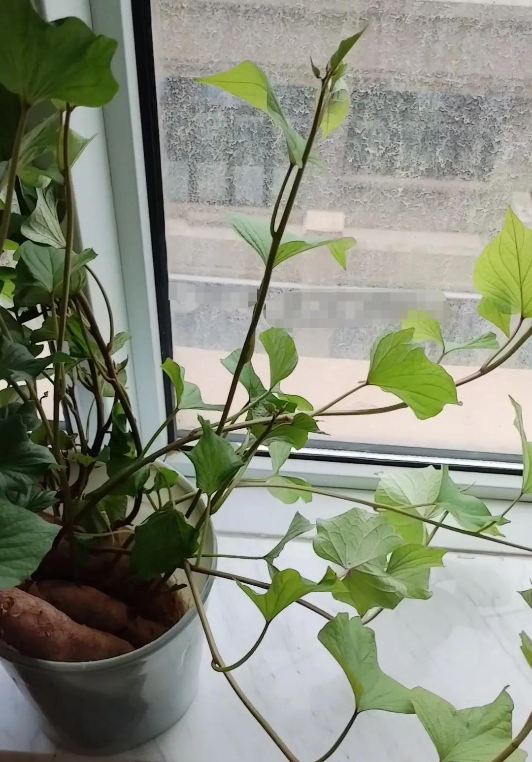 菜架上剩有几根小红薯，忘记吃了，等发现时，已经发芽抽叶。算了，不吃了，扔又舍不