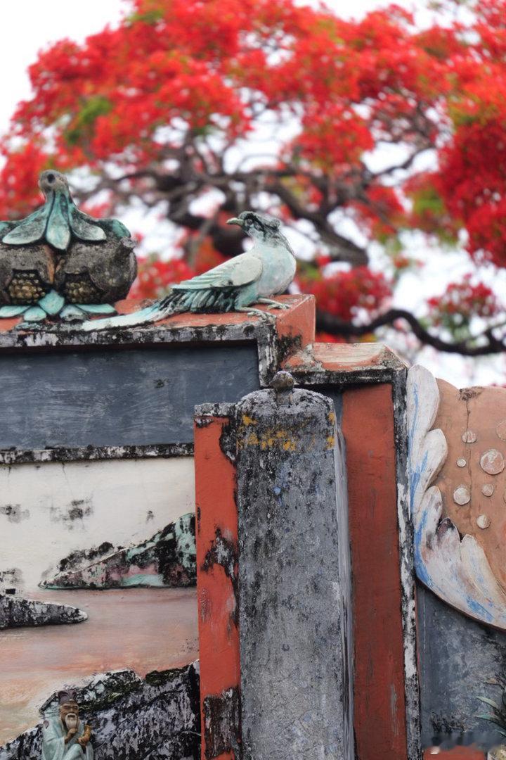 广州早安，献上白云周氏大宗祠里怒放的凤凰花开凤凰花开广州·周氏宗祠(上圳街)广州