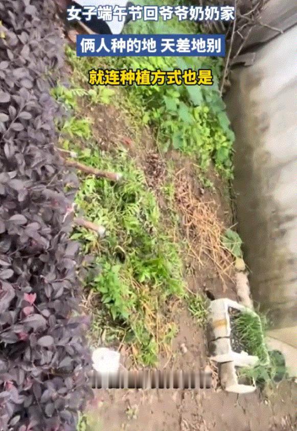 一女子发视频分享，她的爷爷奶奶因种地意见不合，将家中院子里的地分成两份各种，这爷