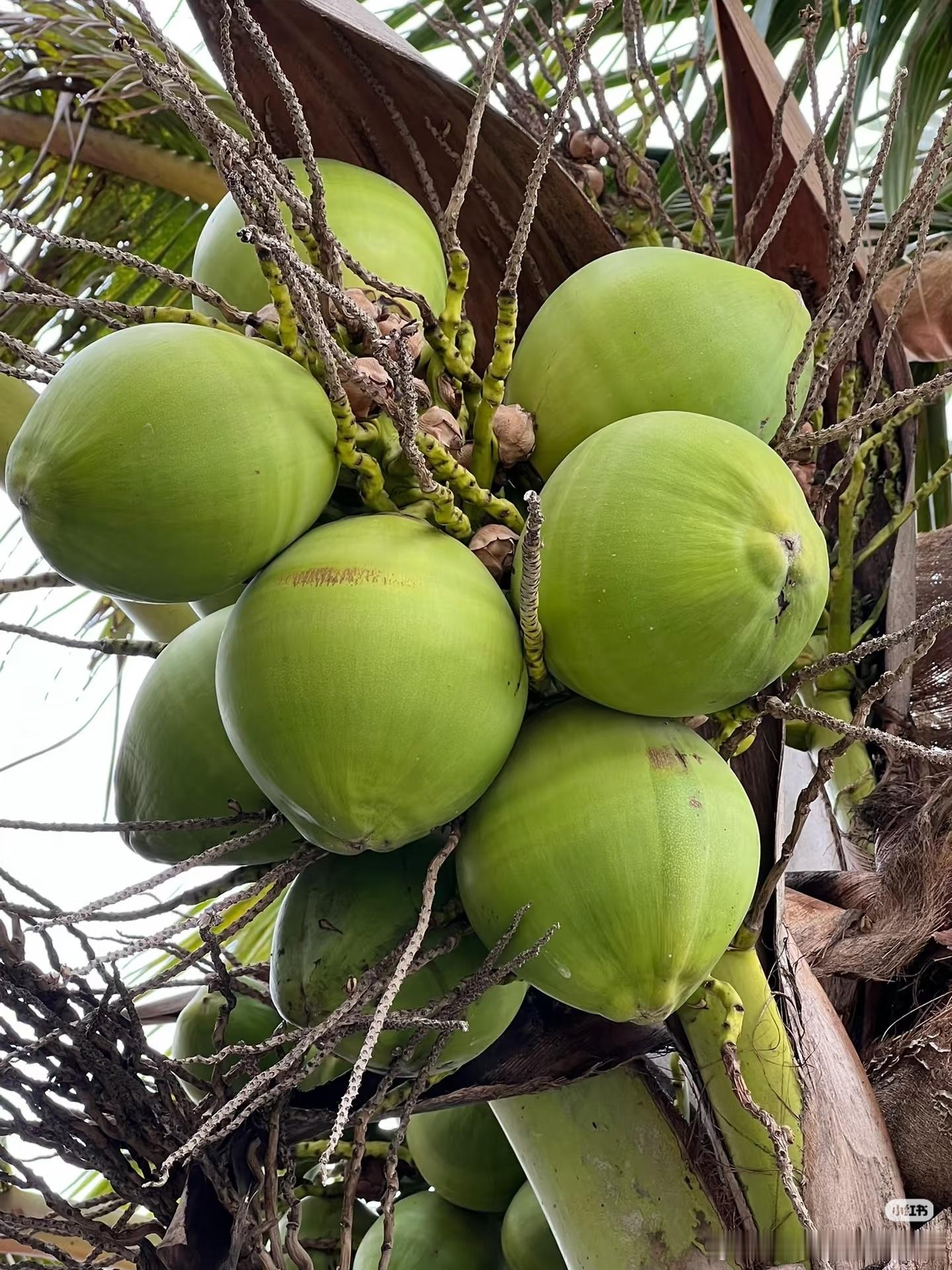 椰子种植方法一、选种催芽：选黑棕色老椰子，如毛椰子，用水浸泡三天，放有一点水且开
