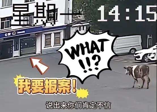 湖北老牛成“报案高手”，自己找派出所寻主人湖北一派出所上演离谱名场面！一头