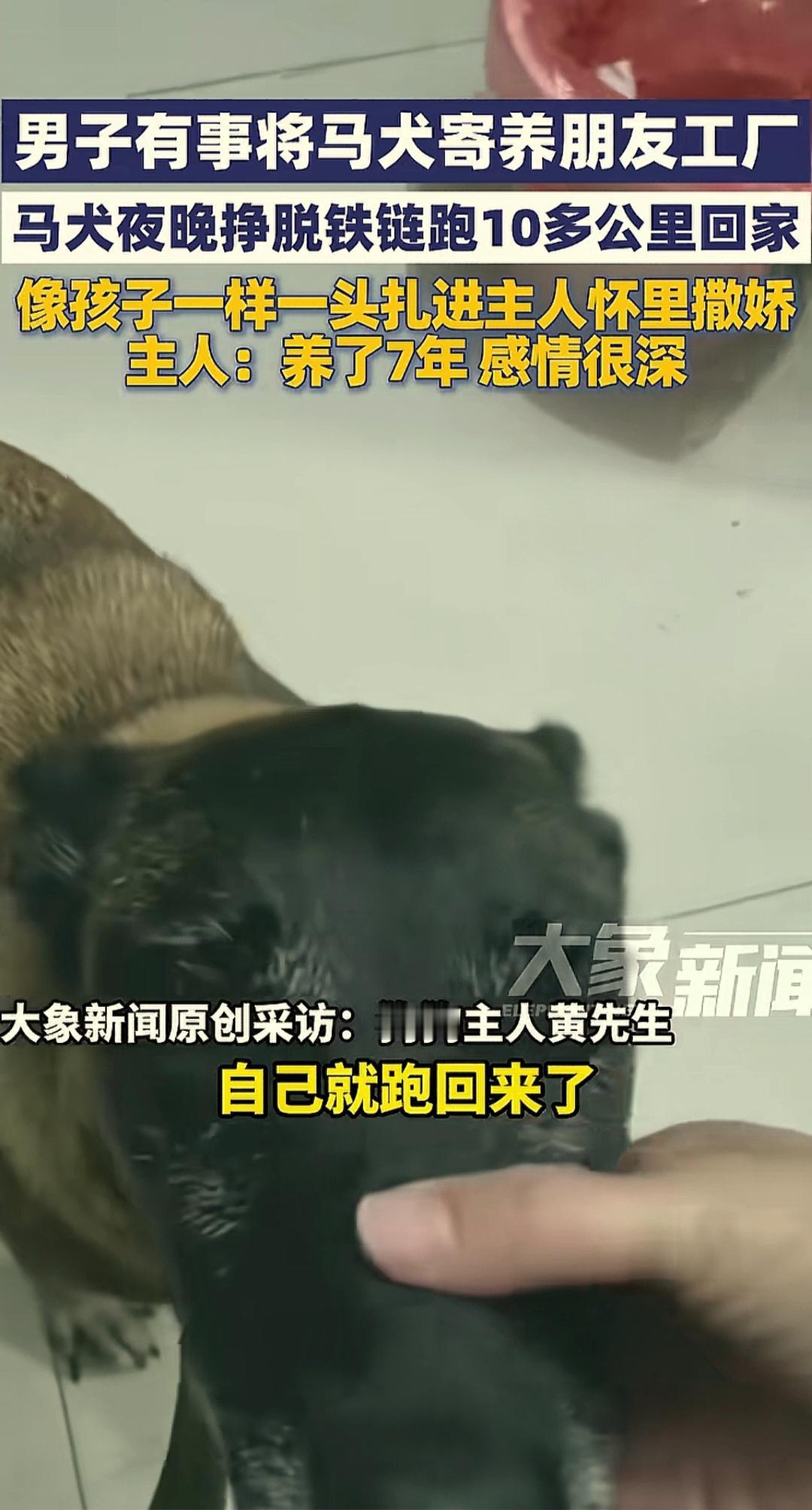 南阳一男子因为这段时间比较忙，就把养了七年的马犬送到朋友的工厂寄养。马犬在厂子