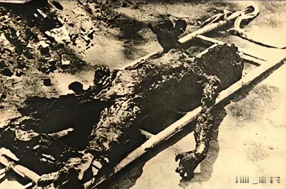 南京大屠杀真实照片。这是日本鬼子以汽油焚烧遇难者的尸体，企图毁尸灭迹。193