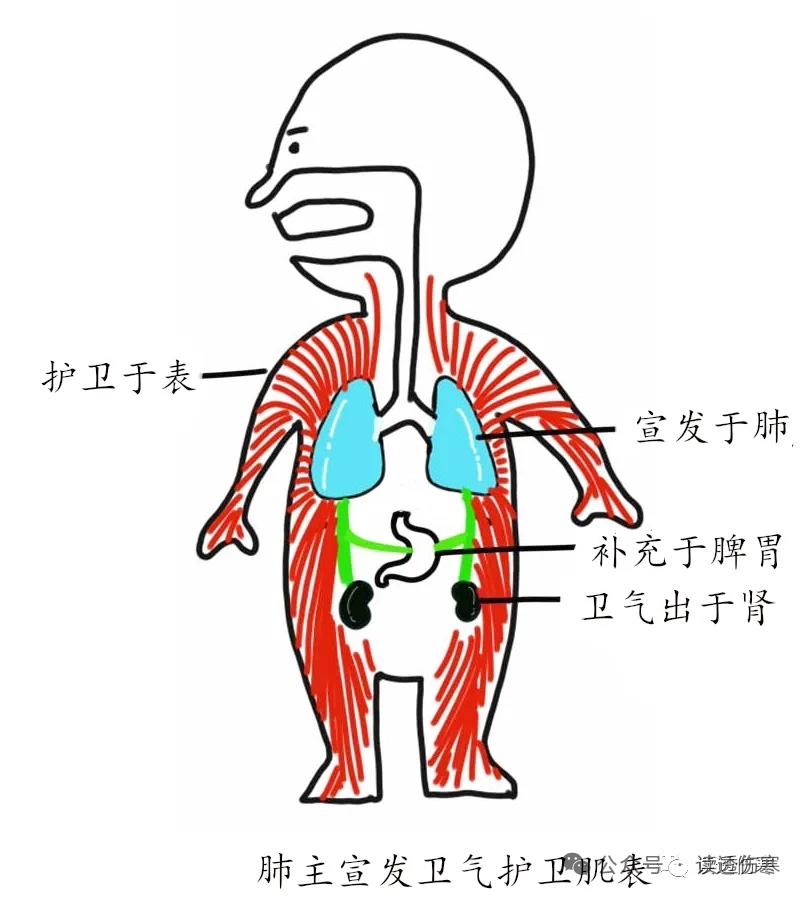 得了鼻炎、鼻窦炎怎么办?去看中医，调理肺、调理脾，调理肝胆。或者中西结合，不要只