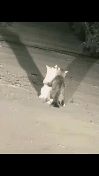 昨晚开车回家，两只猫咪挡住了去路，在车灯的照射下，一只狸花猫紧紧的搂着一只白猫。