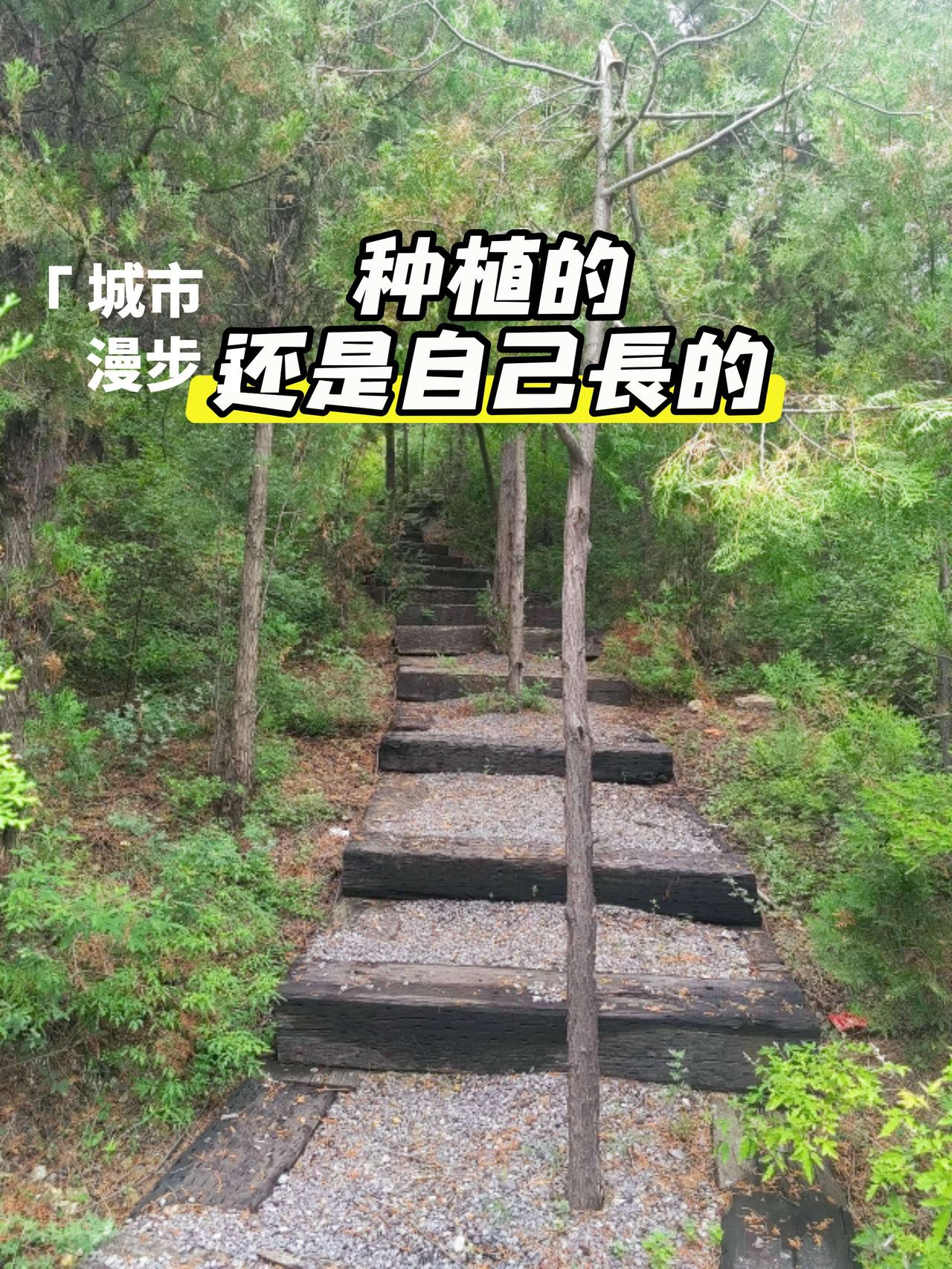 走遍焦作城:这种长在步道正中间的树木，是专门种植的，还是自己发芽长大的？山林步道