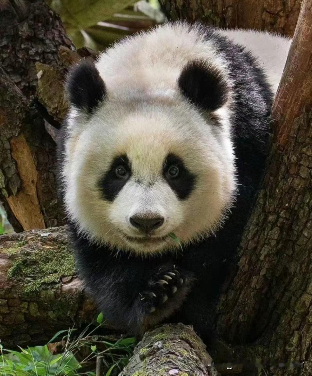 我们梵星小公主5岁生日啦🎉！必须发篇笔记狠狠夸夸这个小可爱！现在在碧峰峡