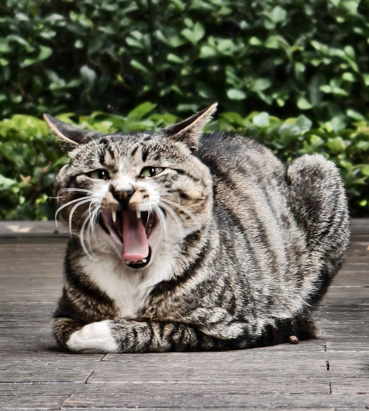发一张你家猫咪照片