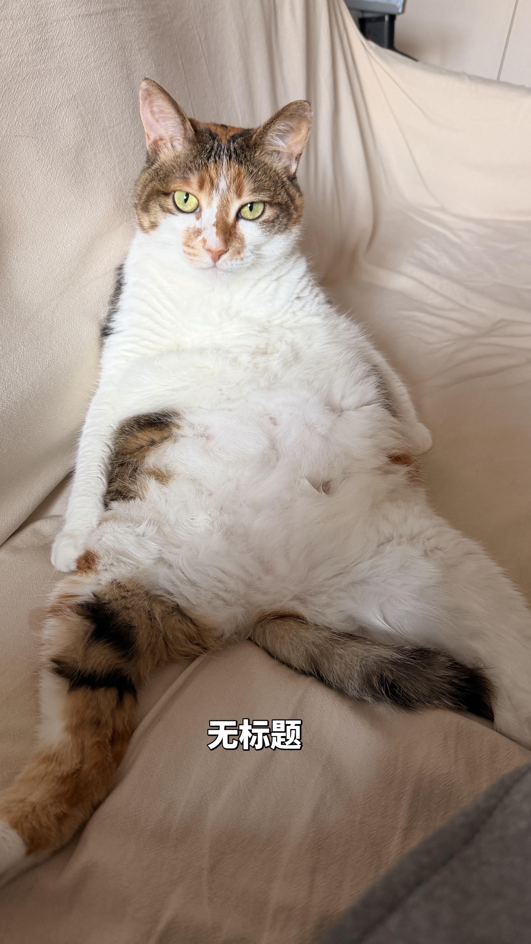 猫咪的迷惑行为