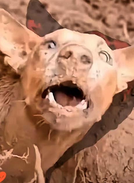 警犬追捕毒贩时，突然停住，死活不往前走了。拽绳，不动。下命令，不听。班长以为它怕