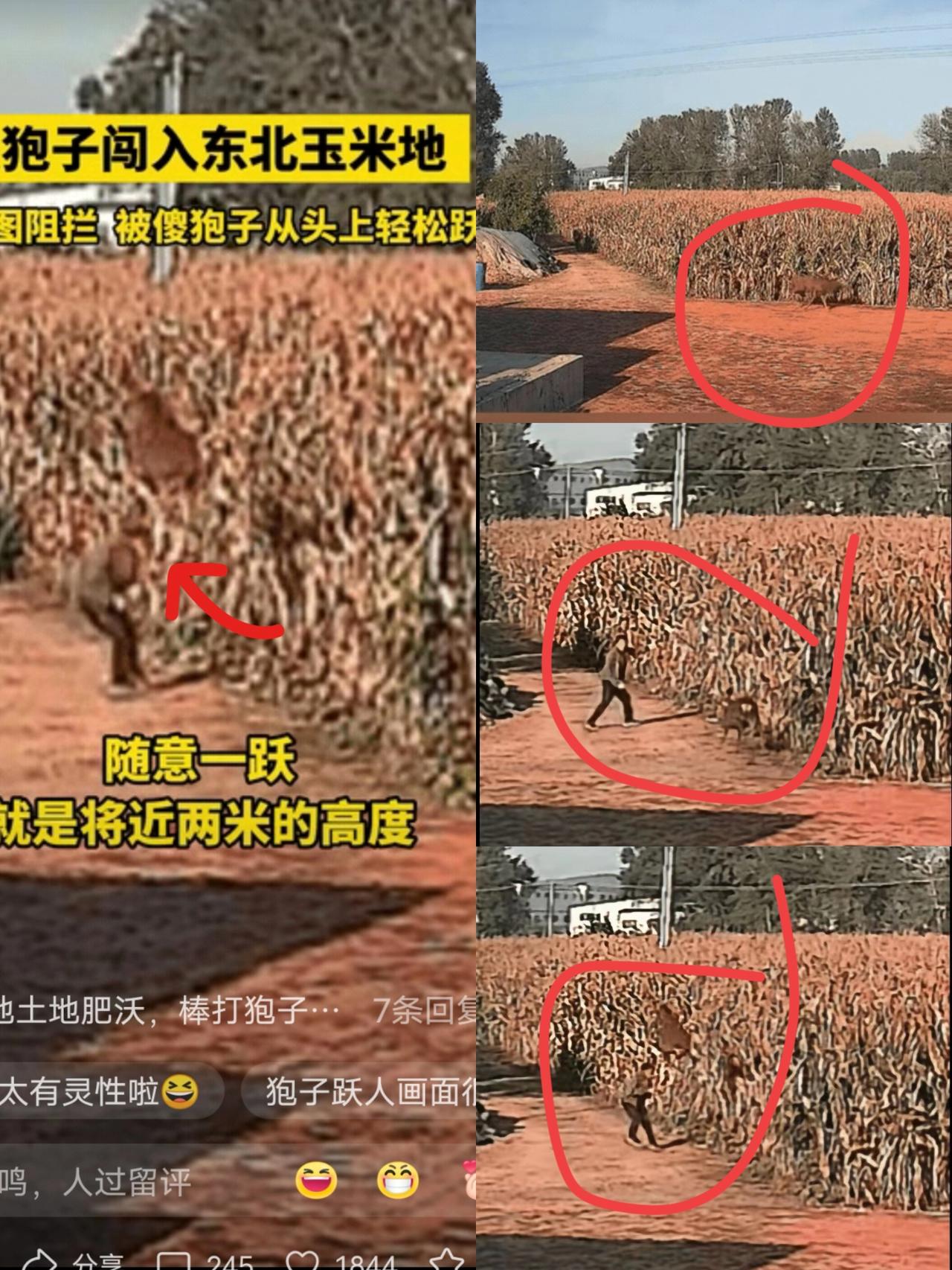 太有灵性了！辽宁一男子去玉米地里查看，听见玉米丛中有动静，以为是有人偷扒玉米