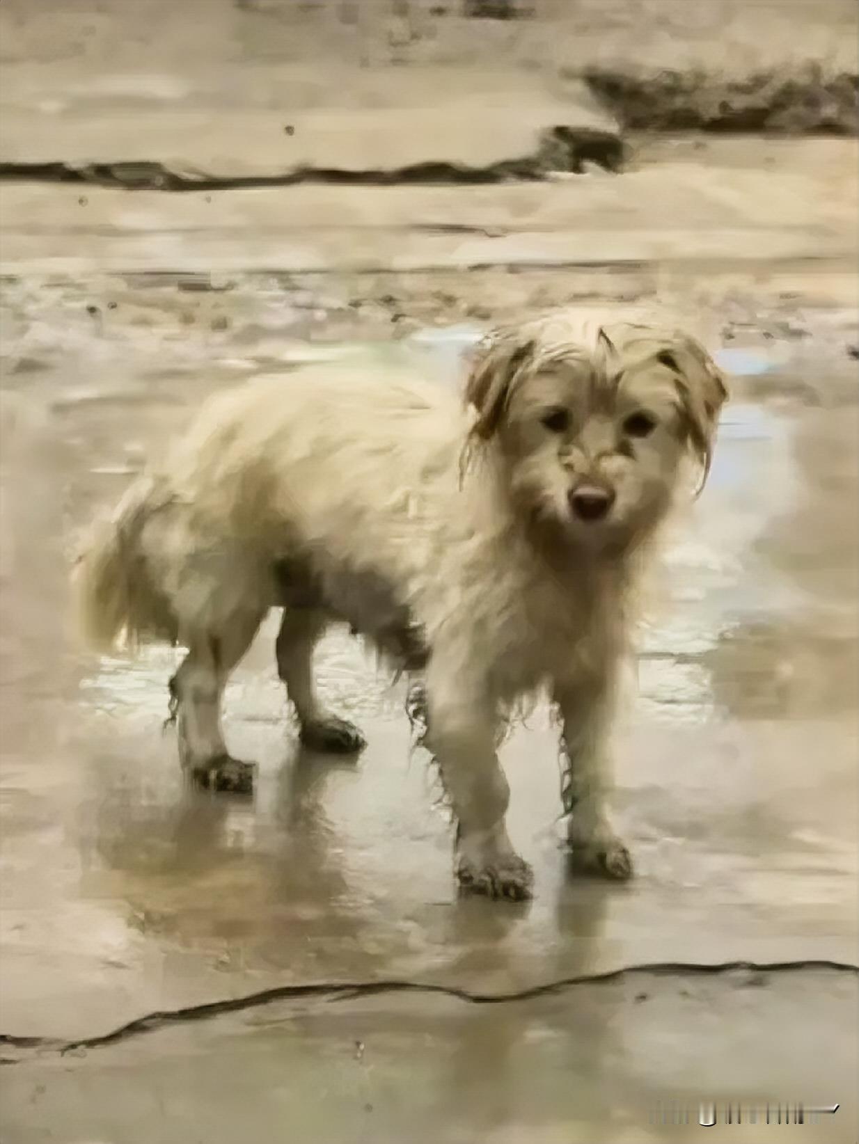 雨天的街头，一只毛色浅淡的流浪狗妈妈，眼神满含恳切地将小黑狗送到一户人家门口。