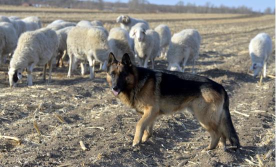 为什么狼群不敢攻击有牧羊犬看护的羊群？难道狼群搞不定几条狗？其实，单挑的话，