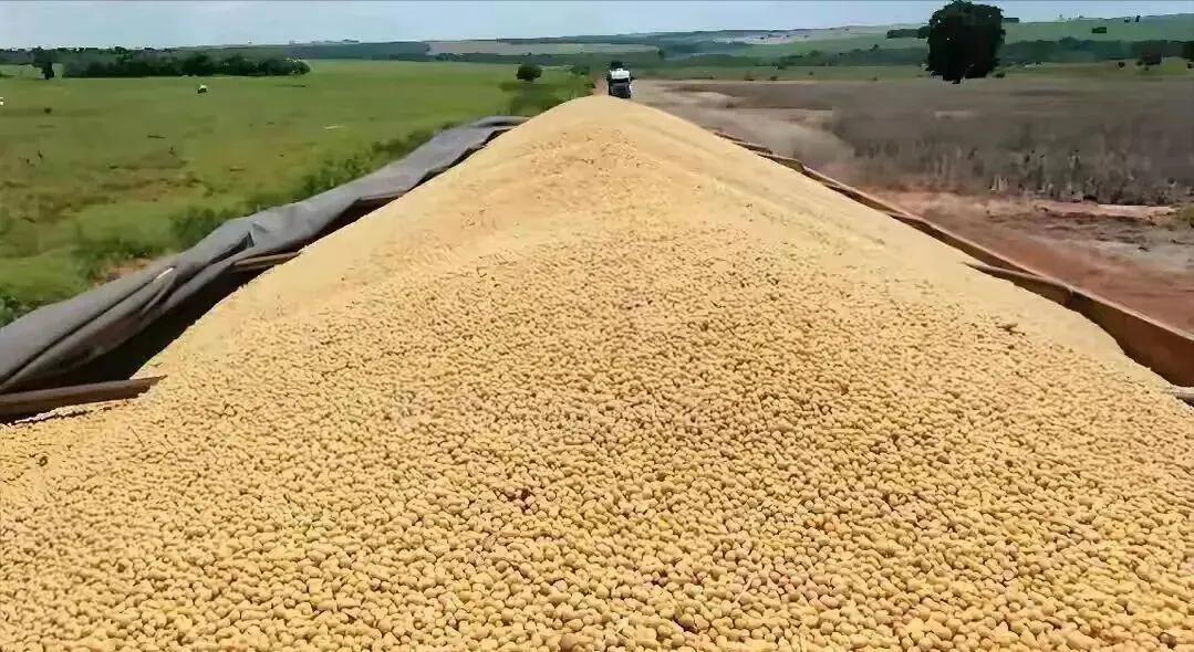 一艘装载6.9万吨巴西大豆的船靠岸中国后，被咱们原路退回！ 因为查出夹带被农