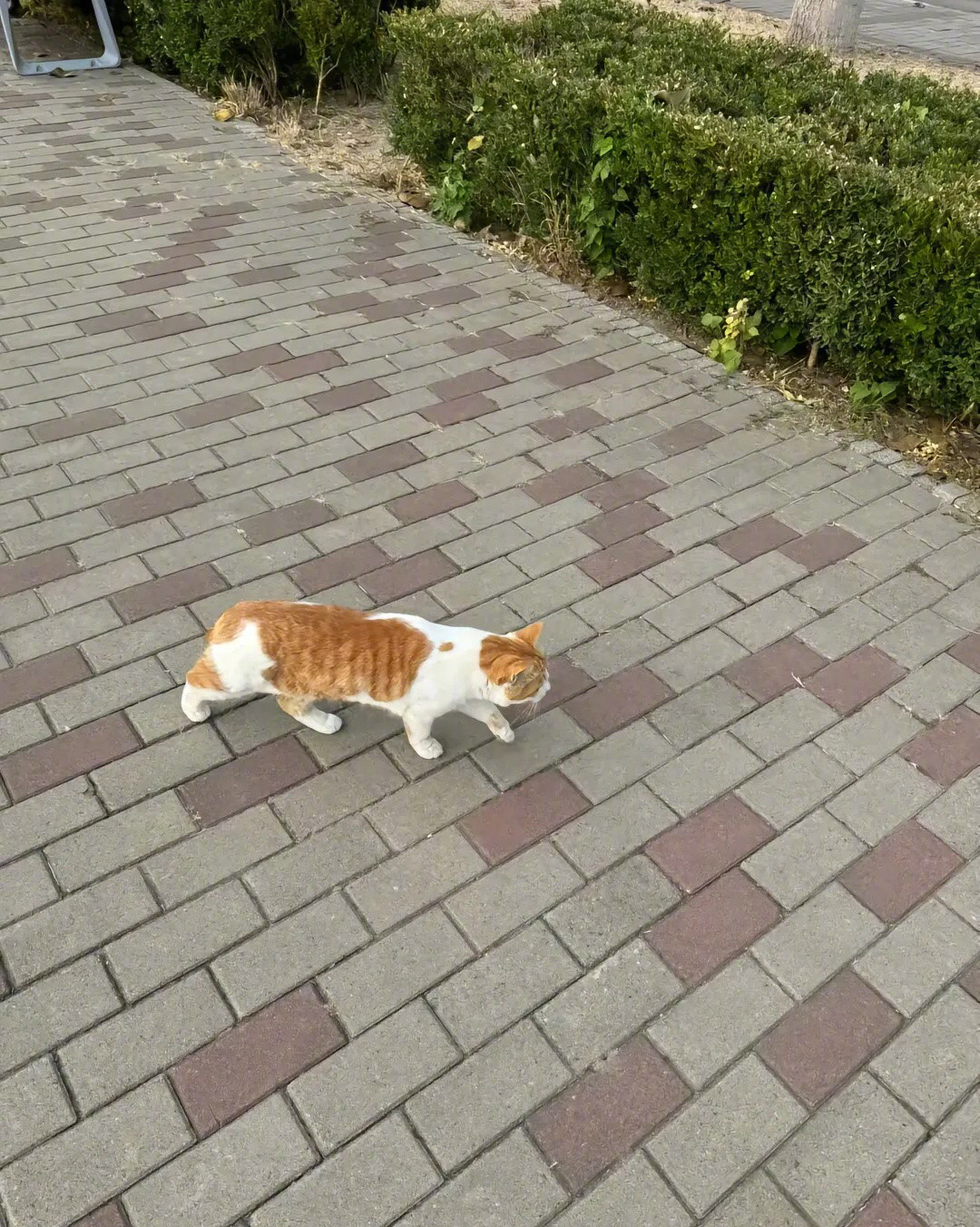 再也不在池塘边翻肚子了……