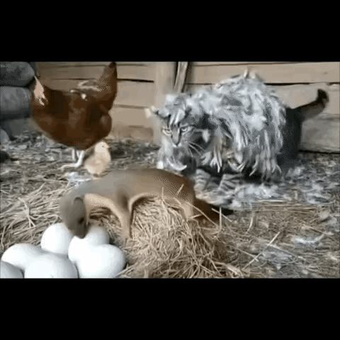 网友:原来黄鼠狼是打不过猫的啊！