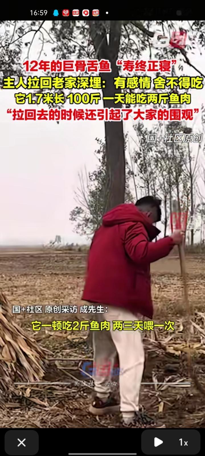 11月6日，山东滨州。12年的巨骨舌鱼“寿终正寝”，主人把它拉回老家深埋，期间遇