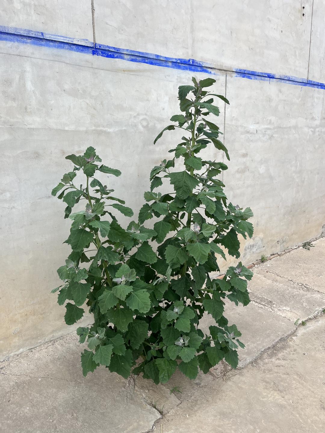 发现一株“成精了”的野草，这种草一般是长不了这么大的，在田野很常见，可以做成凉菜